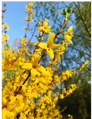 迎春花连翘区别是什么