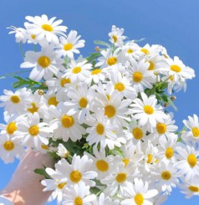 小皱菊的花语与象征意义 小皱菊花语和寓意是什么？