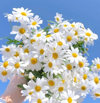 小皱菊花语和寓意是什么