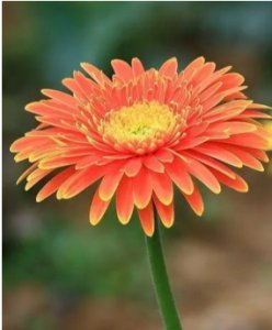 如何养护和保养非洲菊鲜花？ 非洲菊鲜切花怎么养护和保养？