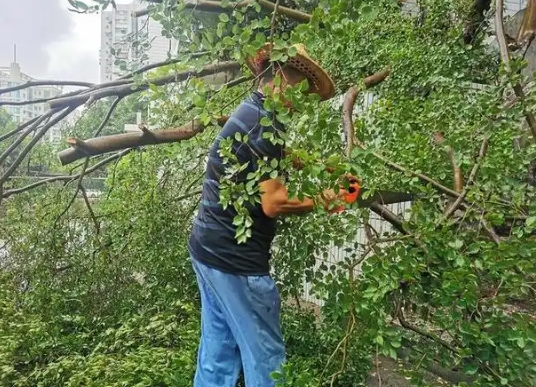 石榴树什么时候剪枝最好