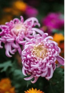 菊花的寓意和花语是什么？代表什么精神品质？