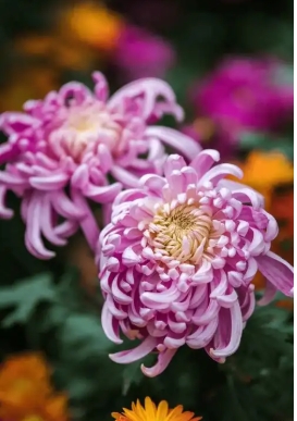 菊花的寓意和花语是什么