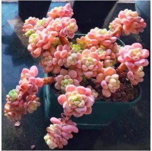 多肉劳尔好养吗？注意事项有哪些？