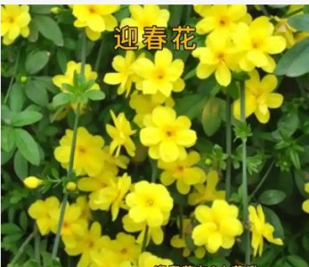 连翘迎春花的区别是什么？ 连翘与迎春花的区别是什么？