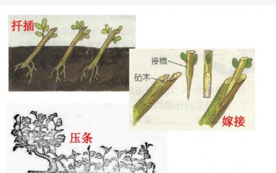 植物的三种繁殖方式 植物繁殖方式三种是什么？
