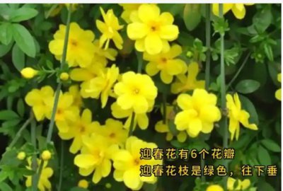 连翘花与迎春花区别是什么？ 连翘花与迎春花的区别有哪些？