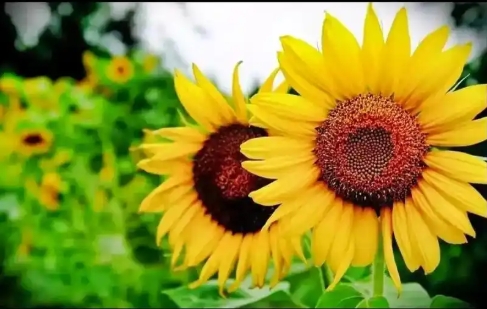 什么花的花语是自由和希望的寓意