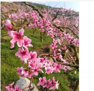桃花在哪个季节开放？几月份最旺？