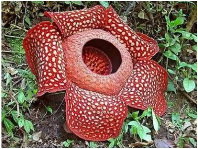 世界最大花朵大王花的尺寸揭秘 世界上最大的花大王花有多大？