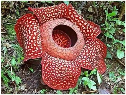 世界上最大的花大王花有多大