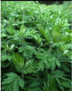 艾草的特征与功效解析 艾草是什么样的？有什么作用？