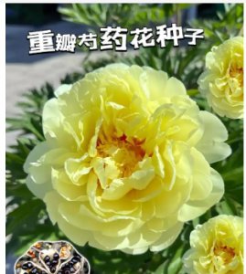 重瓣芍药的花语解析 重瓣芍药花语是什么？