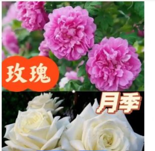 月季花和玫瑰花有什么区别？如何区分？