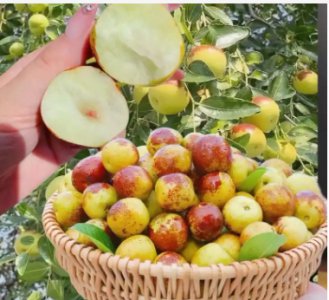 冬枣什么季节成熟？ 冬枣的成熟季节是什么时候？