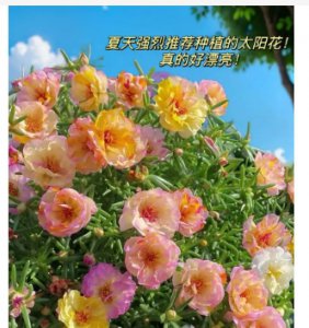 太阳花好养吗？室内能养活吗？ 太阳花容易养活吗？适合室内栽培吗？