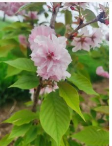 车厘子树什么时候开花结果？哪个品种好？