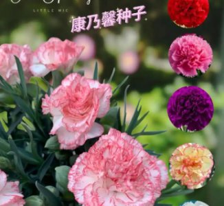 康乃馨寓意代表什么意思？花语是什么？