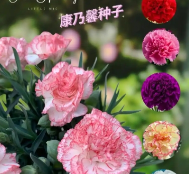 康乃馨寓意代表什么意思