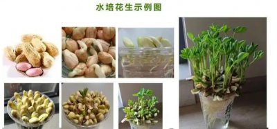 如何让花生快速发芽？正确的步骤是什么？