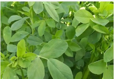 苜蓿草长什么样？有啥用处？ 苜蓿草的外观及其用途是什么？