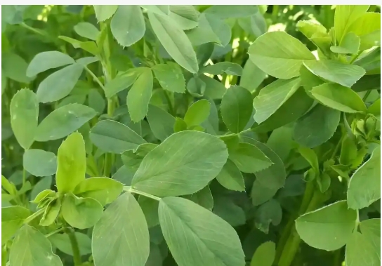 苜蓿草长什么样