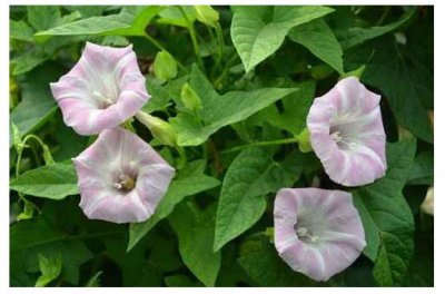 打碗花详细介绍怎么区分打碗花和牵?；?/></i><h2>打碗花详细介绍怎么区分打碗花和牵?；?/h2><p>今天为大家介绍其他花卉打碗花的经验，打碗花详细介绍怎么区分打碗花和牵牛花，相关内容具体如下：打碗花(别名CalystegiahederaceaWall)，别名打碗碗花，小</p></a></li>
            <li><a href=