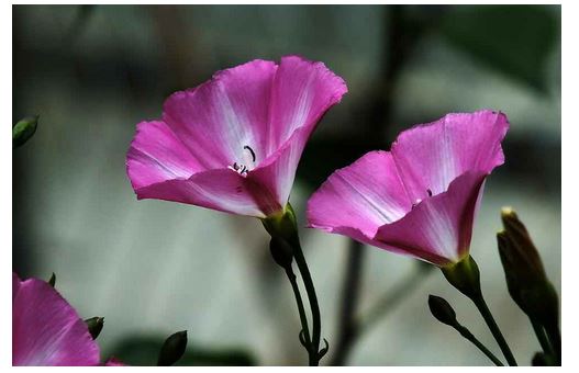 打碗花详细介绍怎么区分打碗花和牵牛花