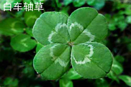 白车轴草和酢浆草的区别