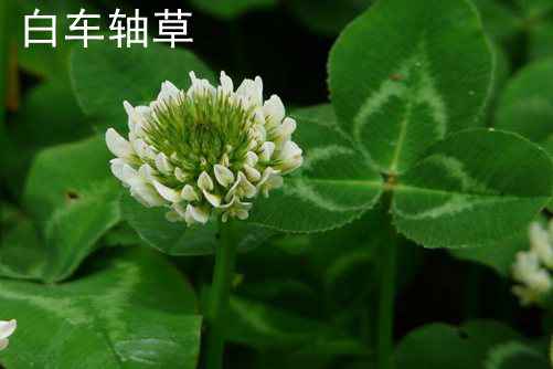 白车轴草和酢浆草的区别
