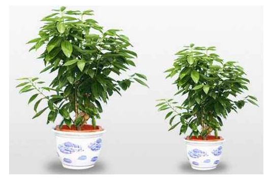 发财树摆放需谨慎教你恰当摆放发财树及功效和功效详细介绍
