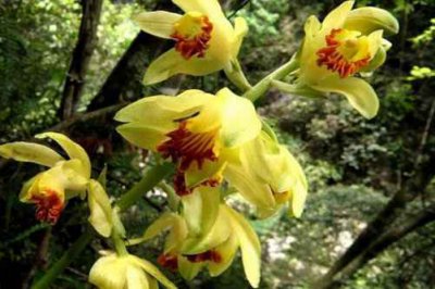 黄花鹤顶兰图片 高清黄花鹤顶兰图片大全