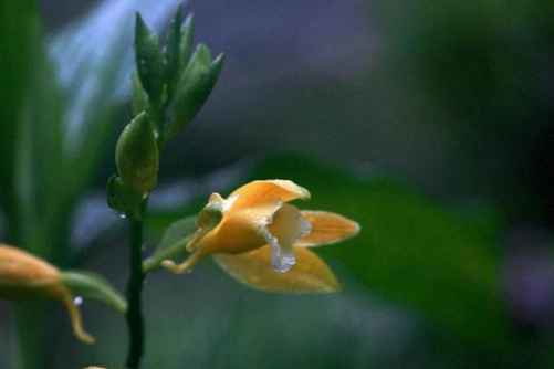 黄花鹤顶兰图片