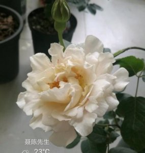 月季伊芙白法师伯爵介绍 伊芙白法师伯爵图片