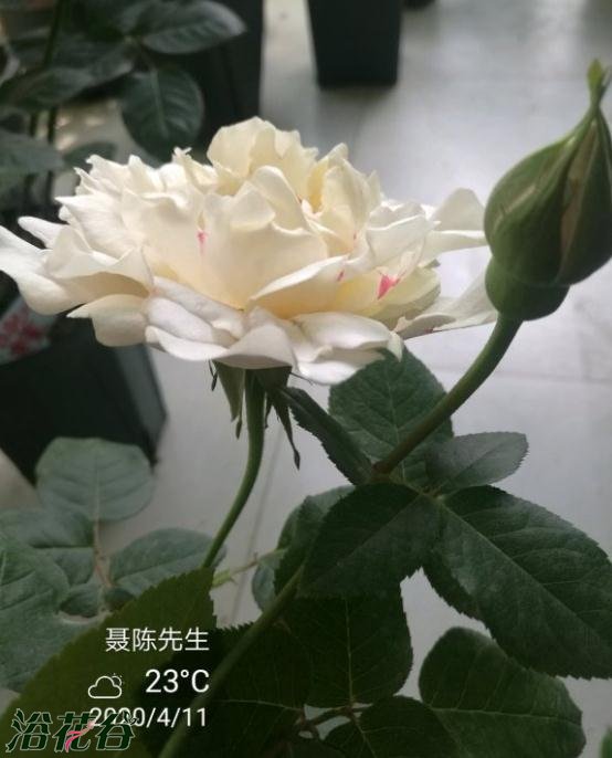 伊芙白法师伯爵图片二