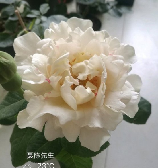 伊芙白法师伯爵图片三