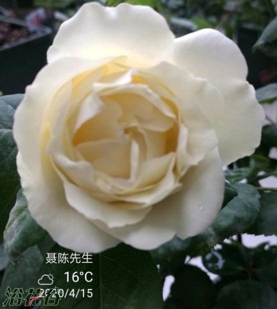 伊芙白法师伯爵图片四