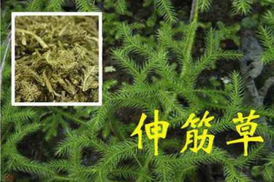 伸筋草的功效与作用 伸筋草怎么吃