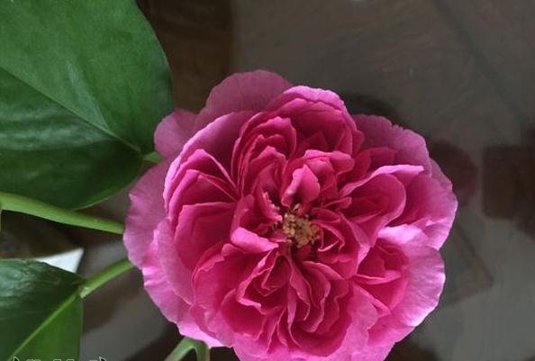 伊芙资产阶级（小资情调、布尔乔亚）图片一
