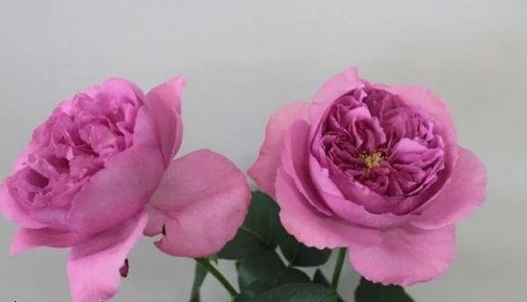 伊芙资产阶级（小资情调、布尔乔亚）图片二