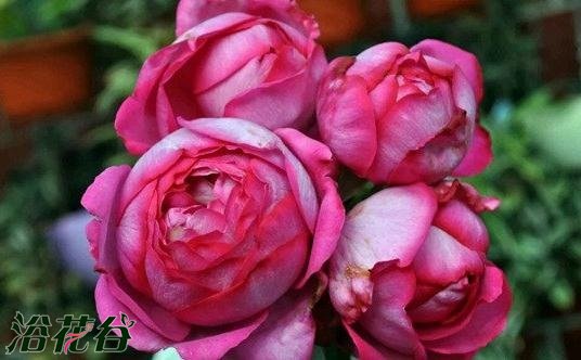 伊芙资产阶级（小资情调、布尔乔亚）图片三