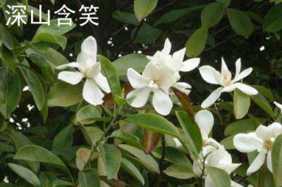 深山含笑和乐昌含笑的区别 深山含笑开花比乐昌