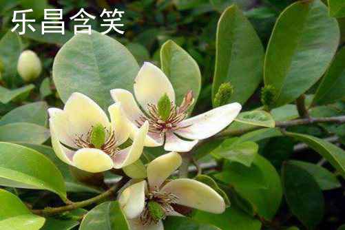 深山含笑和乐昌含笑的区别