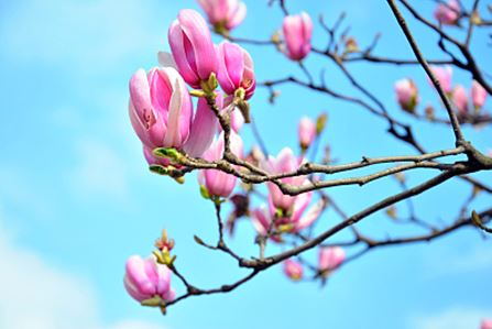 生活阳台怎样养木兰花