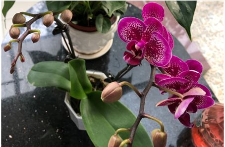 室内养兰花方法