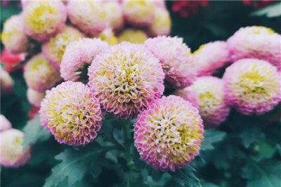 多头菊的培养方式 《多头菊培育方法》