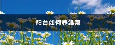 生活阳台怎样养雏菊 必须注意什么