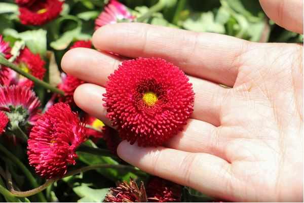 生活阳台怎样养雏菊