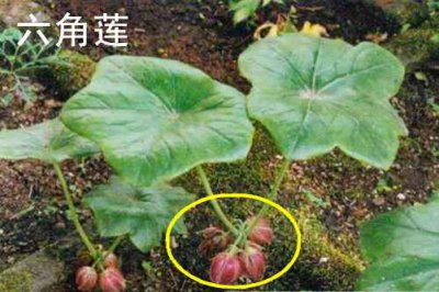 六角莲和八角莲的区别都是有解毒的功效