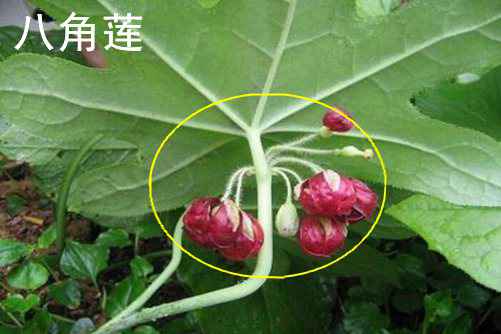 六角莲和八角莲的区别都是有解毒的功效